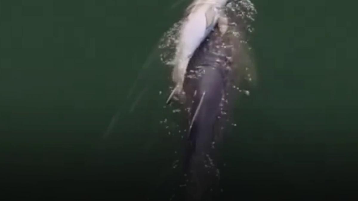 imagini sfasietoare din oceanul indian o femela delfin si a purtat pe spate sase zile puiul mort alti delfini au insotit o mereu