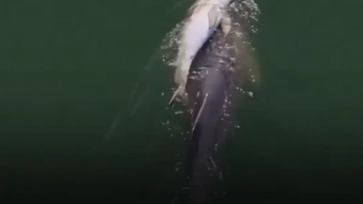 imagini sfasietoare din oceanul indian o femela delfin si a purtat pe spate sase zile puiul mort alti delfini au insotit o mereu