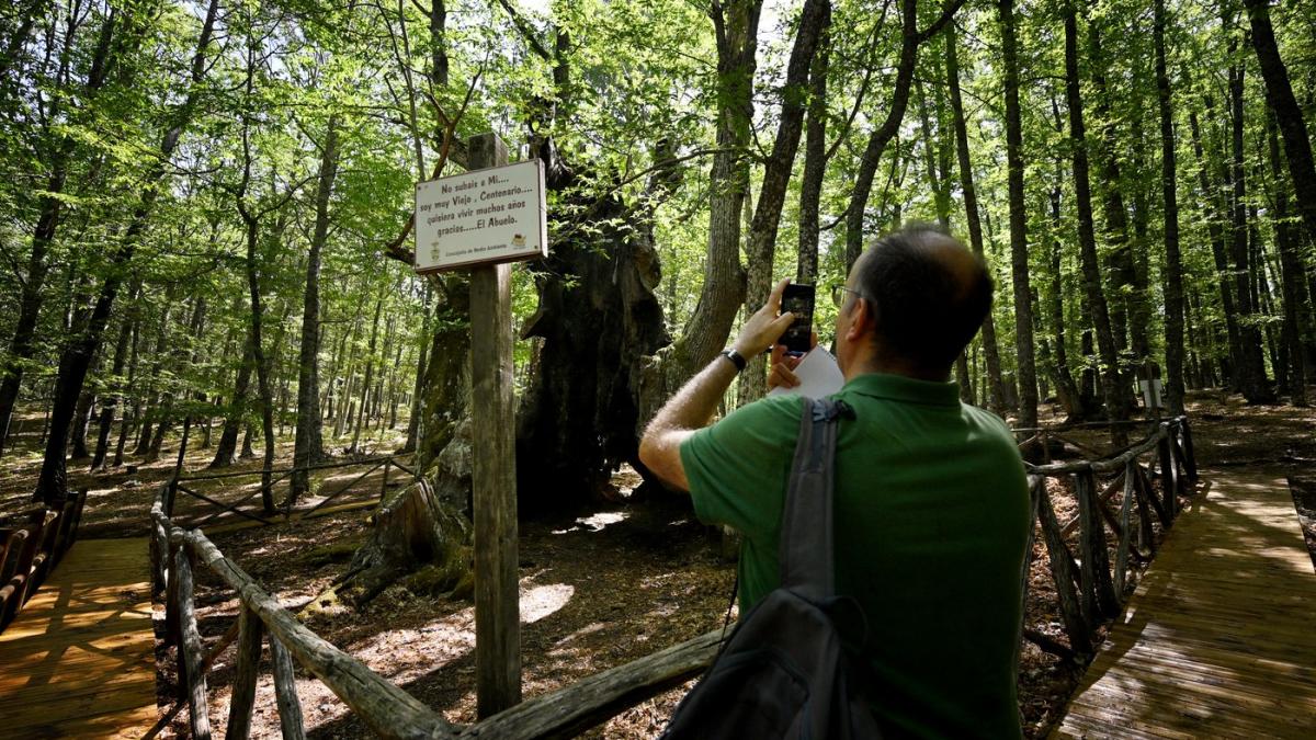 locuitorii unui oras din spania au luptat cu flacarile pentru a salva un castan vechi de peste 500 de ani caruia toti ii zic bunicul