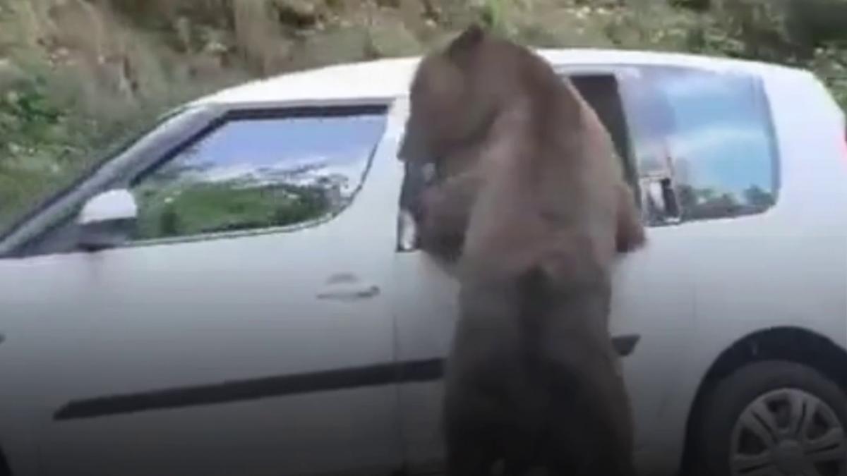 un urs a vandalizat o masina pe transfagarasan in cautare de hrana