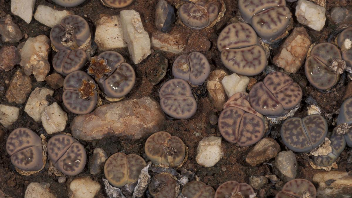 lithops werneri micuta planta din namibia care supravietuieste deghizandu se in pietricica in salbaticie mai sunt 200 de exemplare