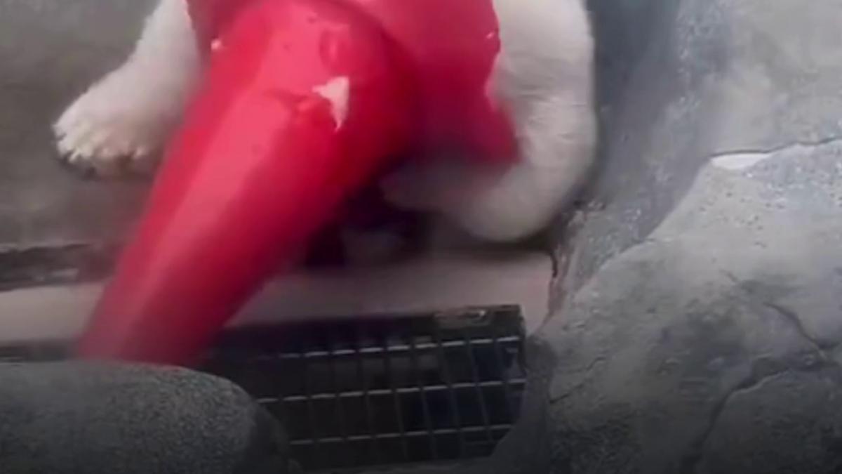 ursuletul polar momota a devenit celebru suparandu si mama cu jucaria preferata un con de circulatie