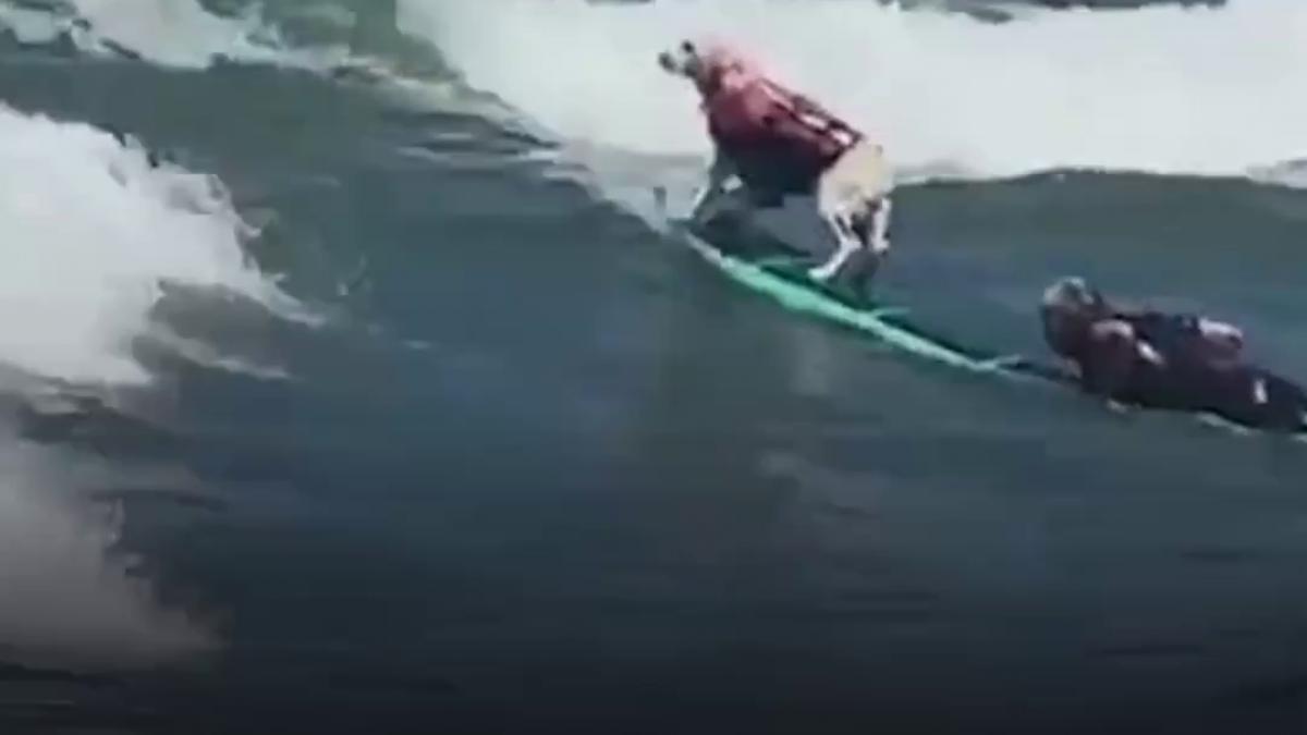 caini din intreaga lume si au demonstrat talentul la campionatul mondial de surf