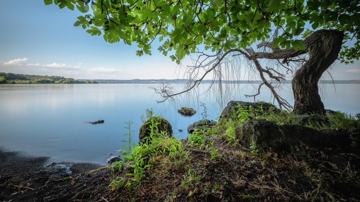 un lac linistit si un copac pe mal