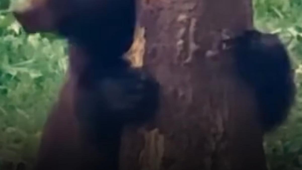 ursul baloo in padure la brosteni momentul amuzant a fost filmat de romsilva