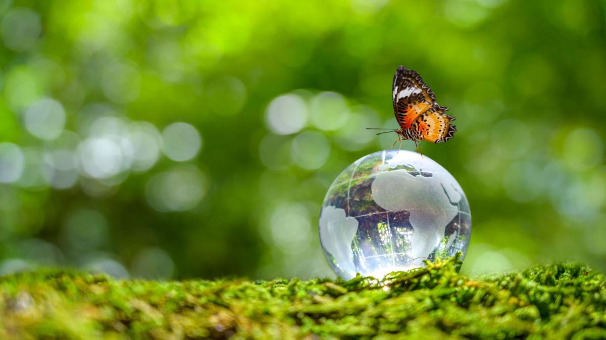 imagine concept viata pe pamant, cu fluture si glob transparent