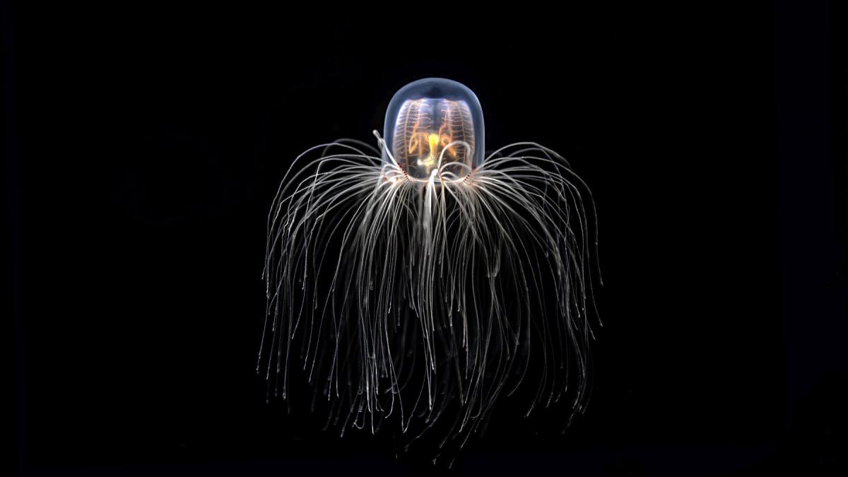meduza nemuritoare Turritopsis dohrnii