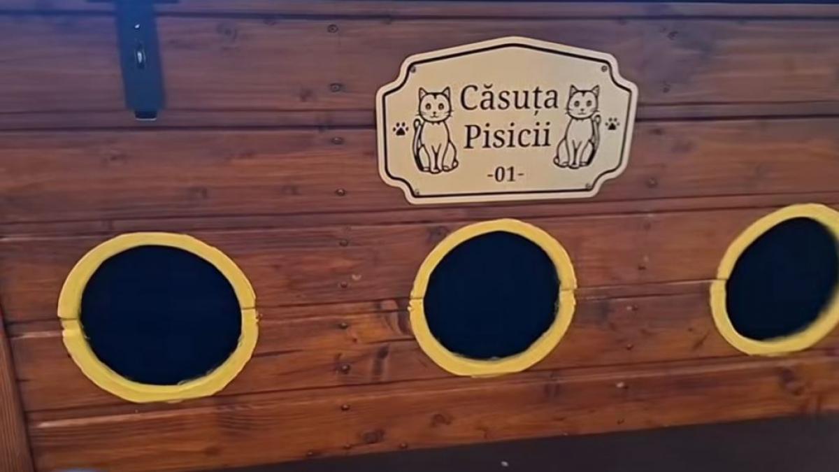 casuta-de-pisici-primaria-arad-Capture1