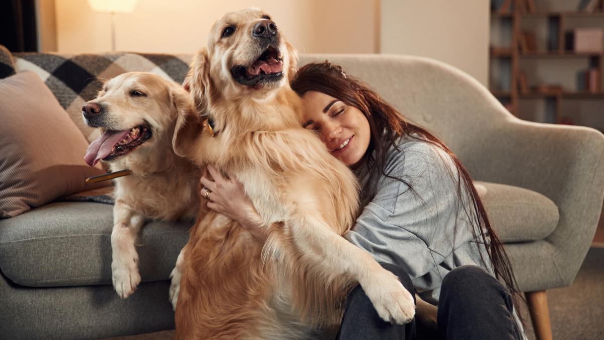 poza in care apar doi câini din rasa Golden Retriever şi stăpâna lor