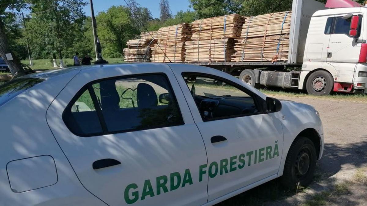 masina garda forestiera camion cherestea arbori taiati lemn