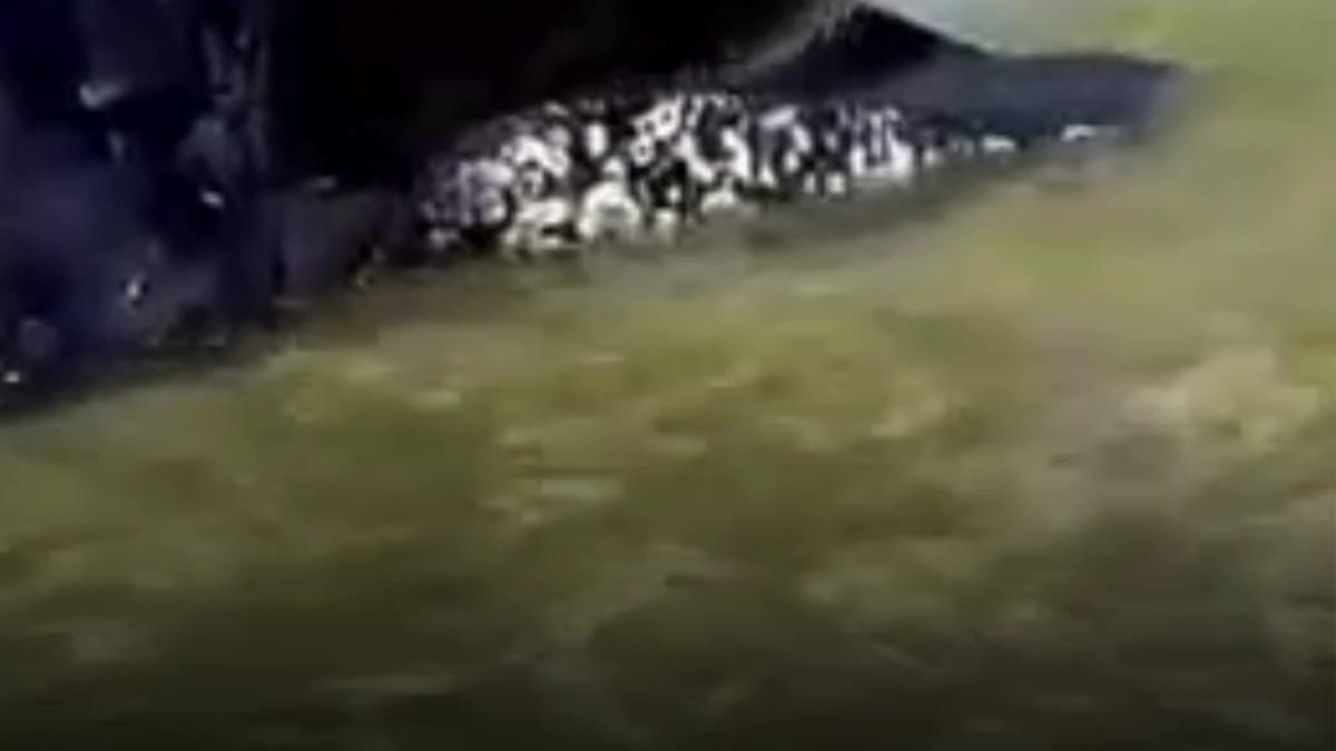 o fetita si mama ei au gasit o balena esuata pe o plaja din australia