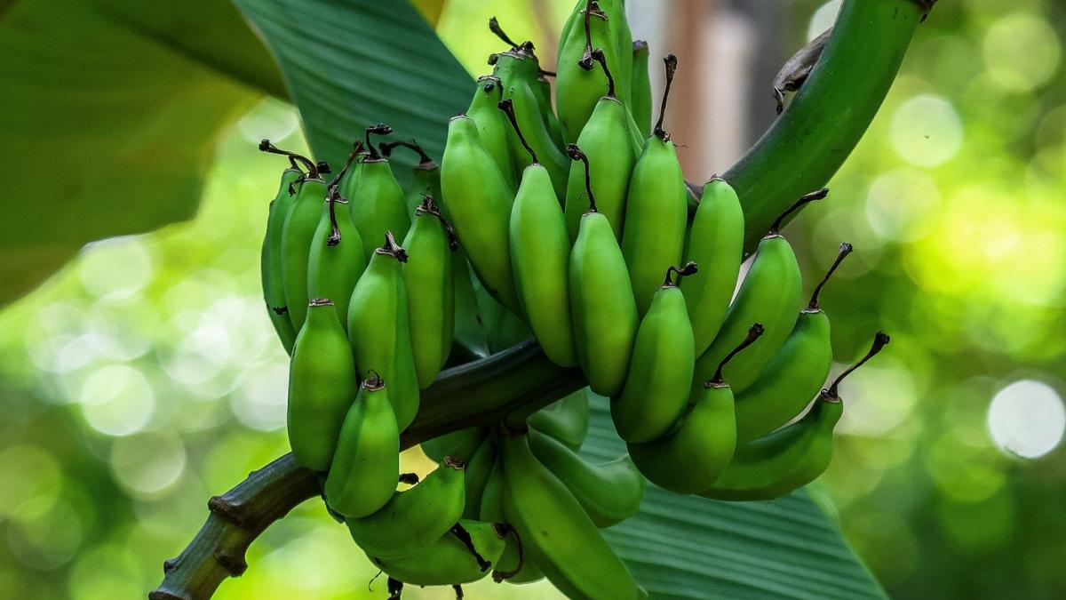 au innebunit plantele in marea britanie din cauza climei o femeie s a trezit ca bananierul mic de acum 7 ani a facut 24 de banane