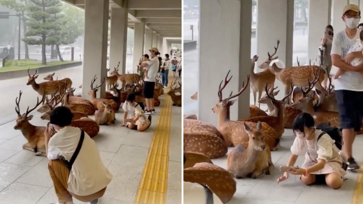 cerbii sika parc japonia nara park iulie 2026
