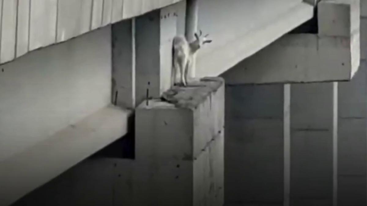 o capra a ramas blocata pe un viaduct de 15 metri inaltime la istanbul