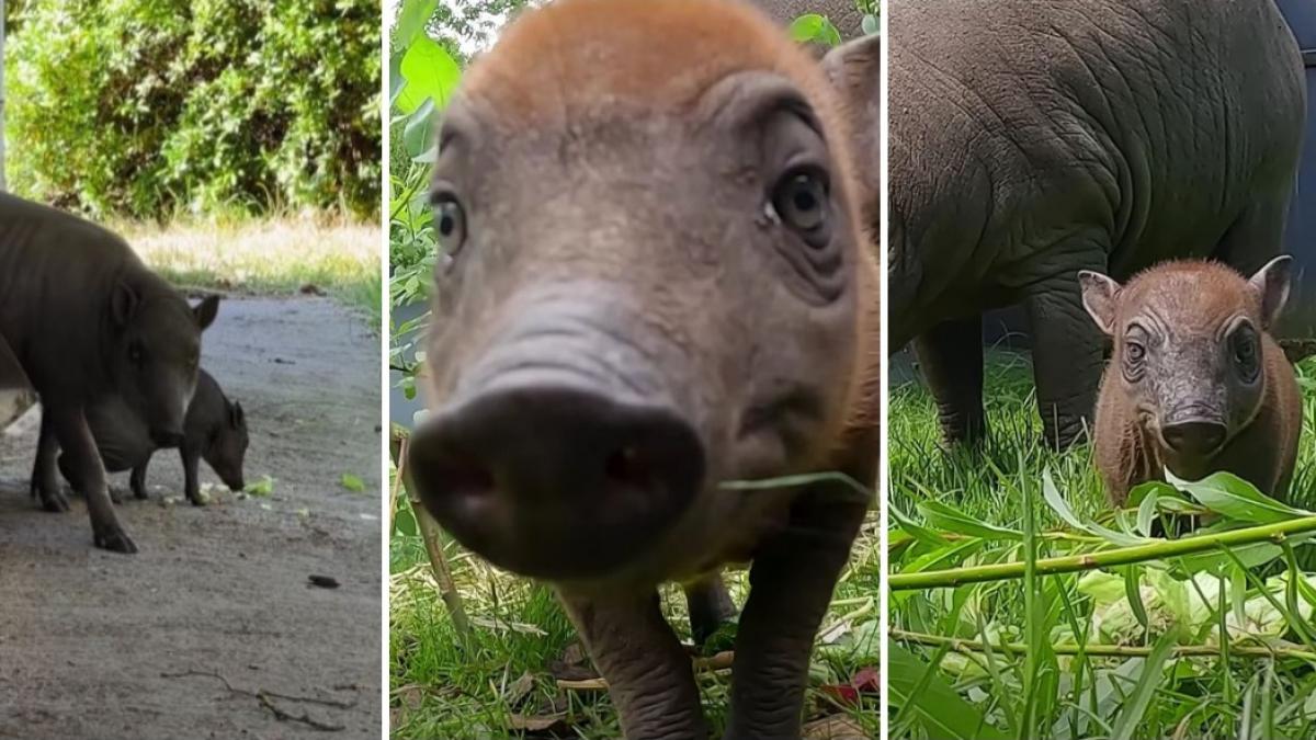 rana vedeta unei gradini zoologice din anglia apartine uneia dintre cele mai ciudate specii de porci salbatici din lume