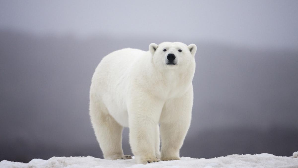 Urs polar