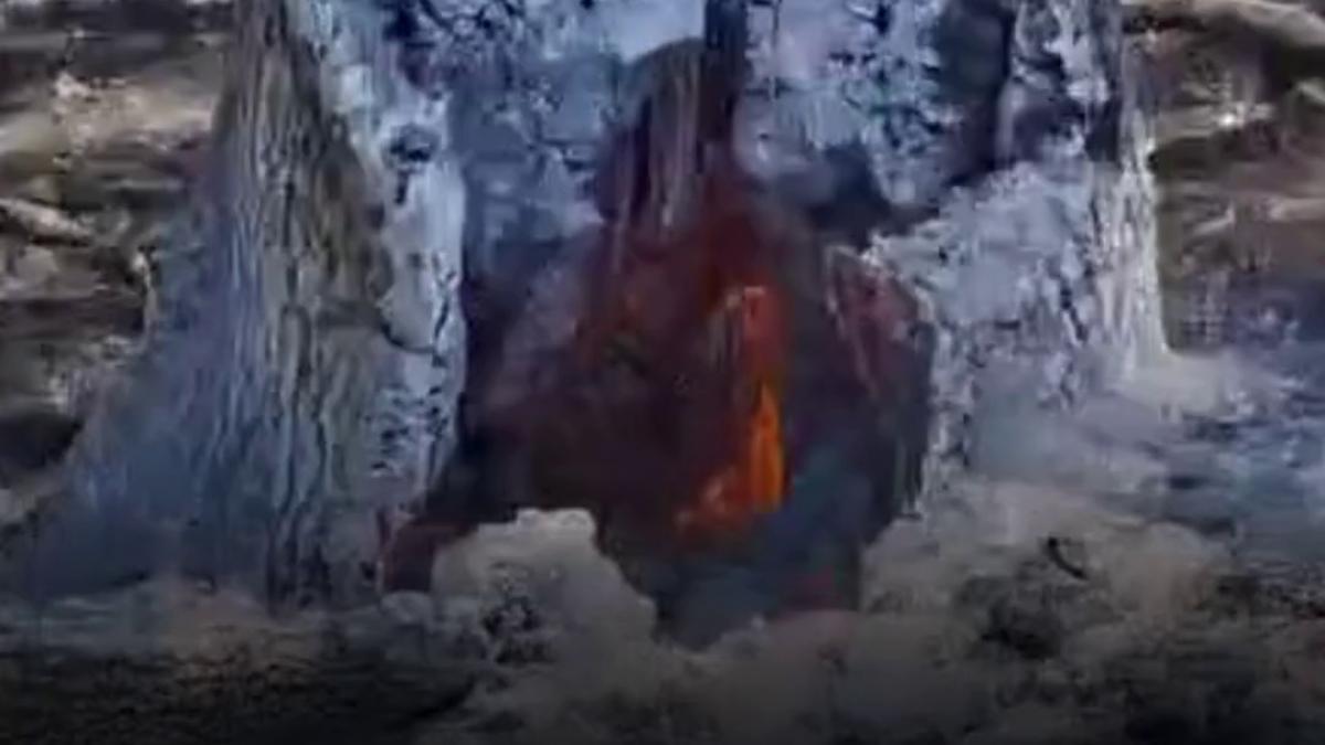 copacii ard din interior in parcul natural lunca muresului se cauta explicatii pentru fenomenul misterios ce a starnit teorii bizare