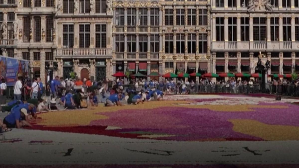 spectacol de culoare in bruxelles un covor floral realizat din jumatate de milion de flori acopera piata grand place