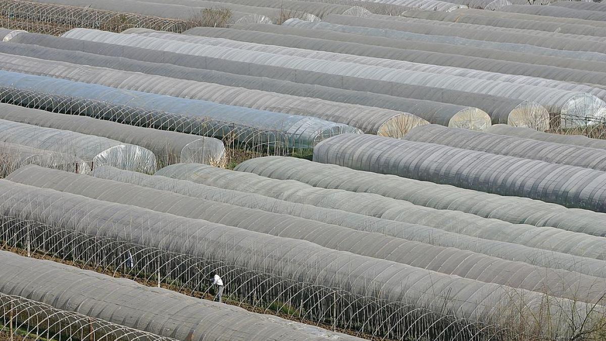 marea de plastic din china cum s au transformat sute de mii de kilometri patrati de teren agricol in cel mai mare palc de sere