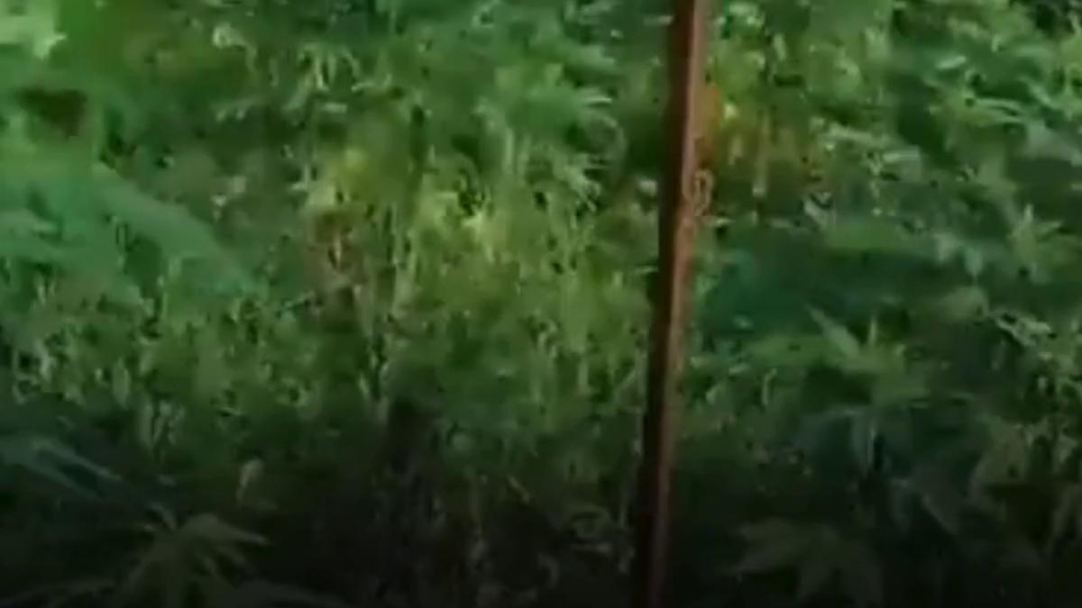 plantatie de canabis ascunsa printre legume si protejata cu plasa de mascare descoperita de procurorii diicot