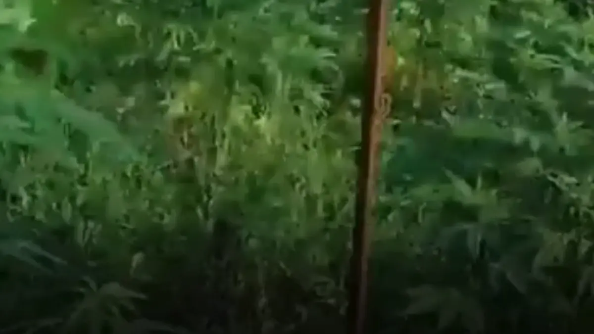 plantatie de canabis ascunsa printre legume si protejata cu plasa de mascare descoperita de procurorii diicot