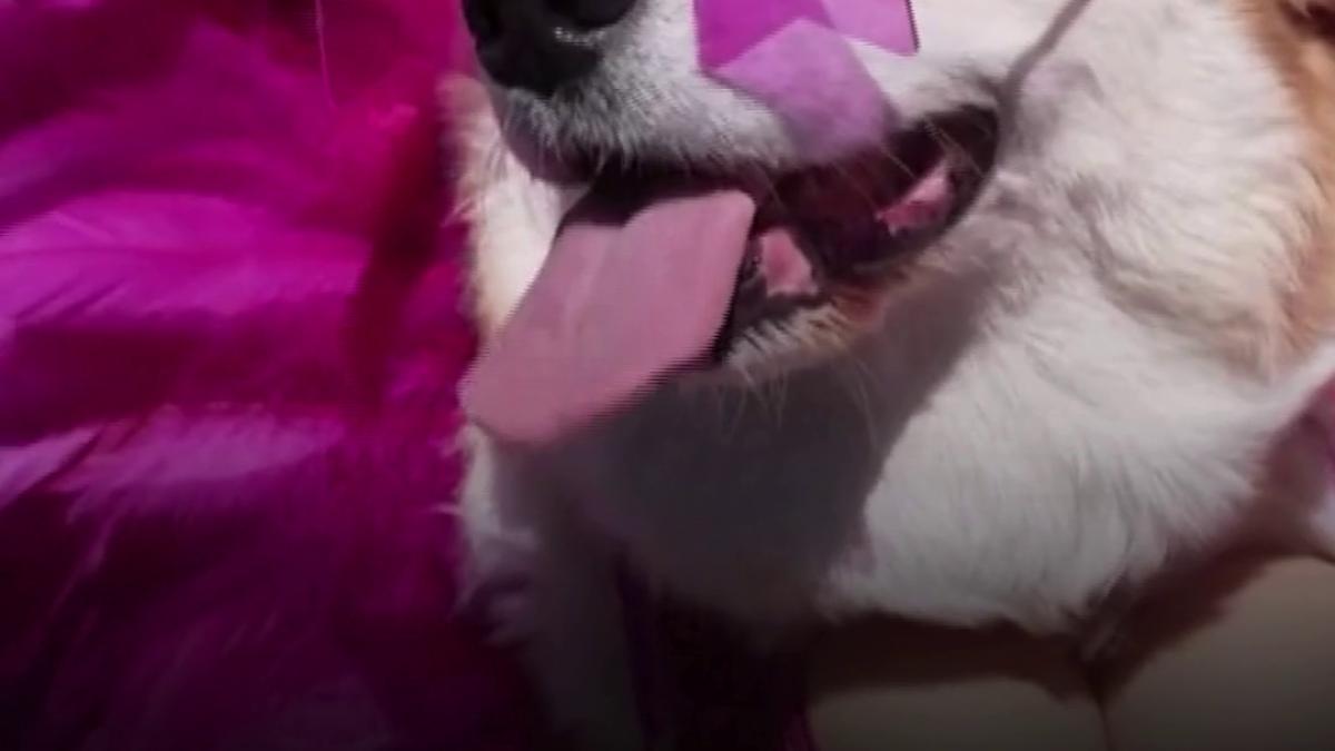 cursa cainilor corgi din lituania concurentii s au oprit sa se joace in loc sa alerge