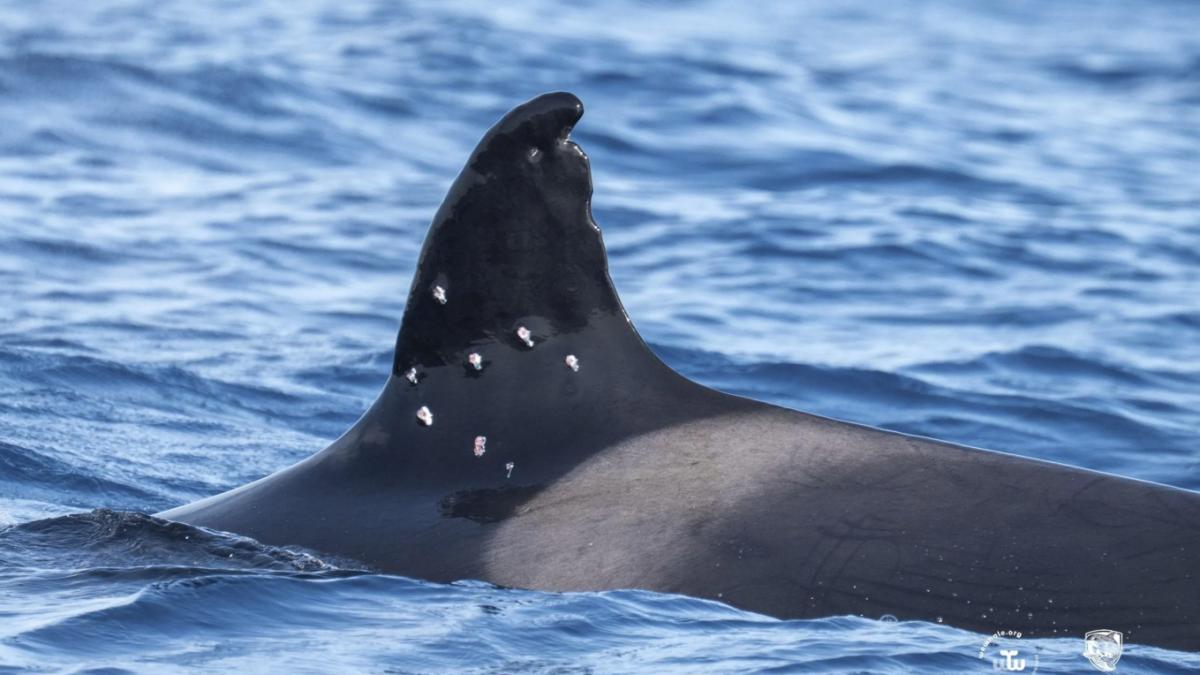 orca