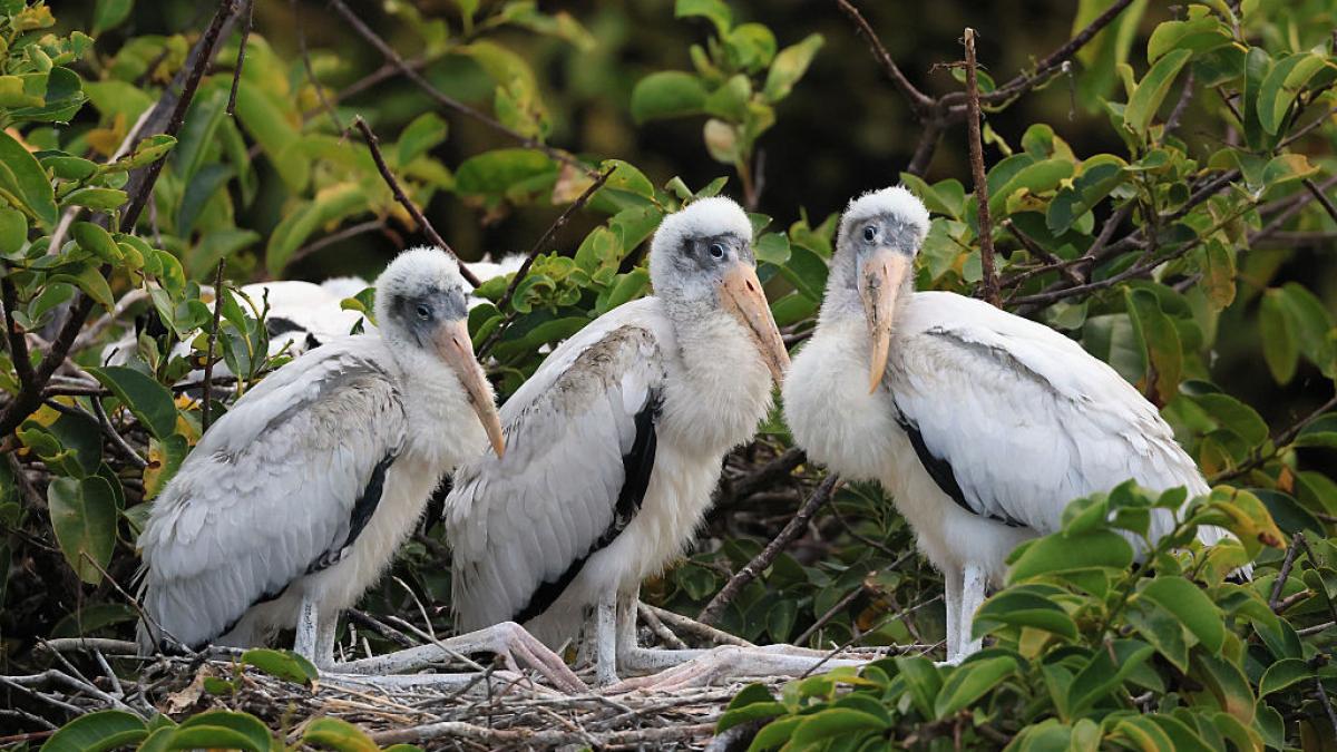 o familie a cumparat o mlastina ca s o protejeze de constructii dupa 15 ani acolo e un ecosistem cu 275 de berze si animale salbatice