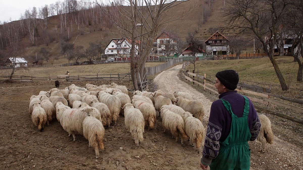 transporturile ilegale de ovine sunt acum cel mai mare pericol biologic la adresa romaniei ansvsa avertizeaza fermierii