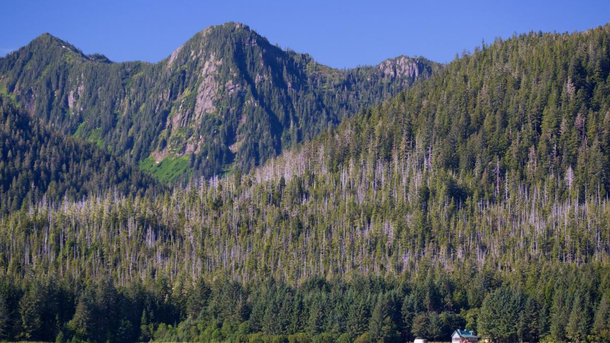 padurea nationala tongass din alaska