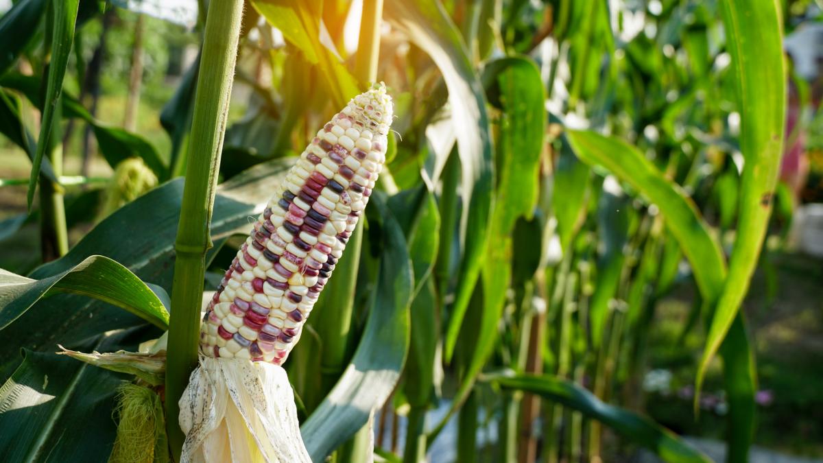 europa e amenintata de o criza alimentara fara precedent dupa valurile succesive de caldura criza este istorica