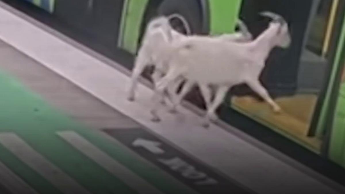 soferul unui autobuz din oregon a avut parte de doi pasageri neasteptati doua capre au urcat singure in mijlocul de transport