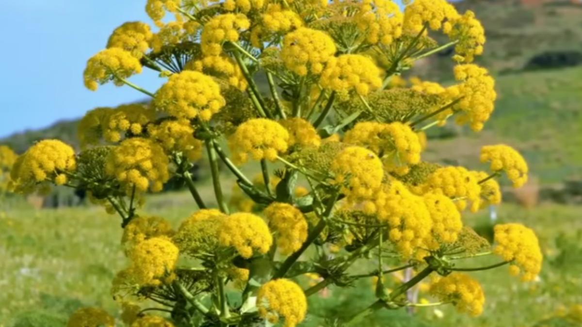 o planta miraculoasa folosita in grecia si roma antica a fost regasita dupa 2 000 de ani in antichitate era pastrata alaturi de aur