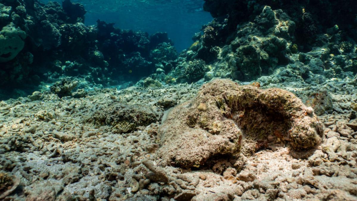 poluarea cu carbon a alimentat o expansiune masiva a valurilor de caldura marina expert nu exista niciun colt sigur al planetei