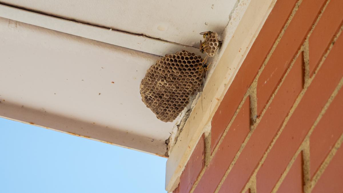 cum scapi de viespile din gradina nu e obligatoriu cu insecticid solutii naturale si ce faci daca gasesti un cuib in peretele casei