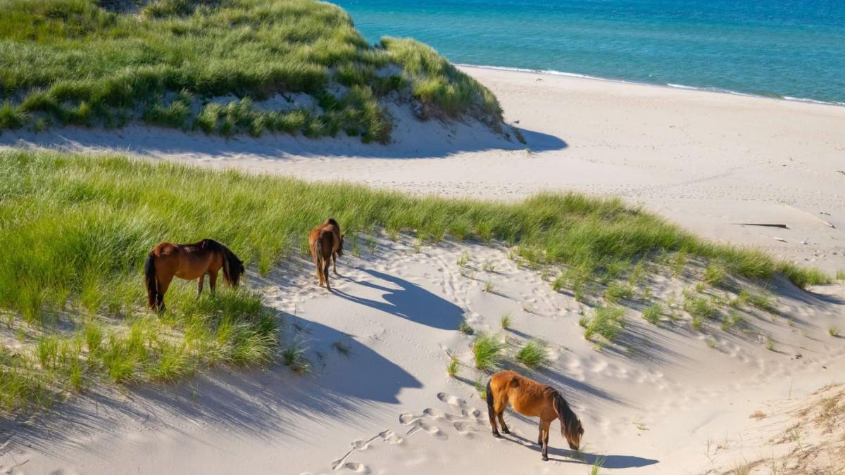 cai salbatici sable island canada rezervatie