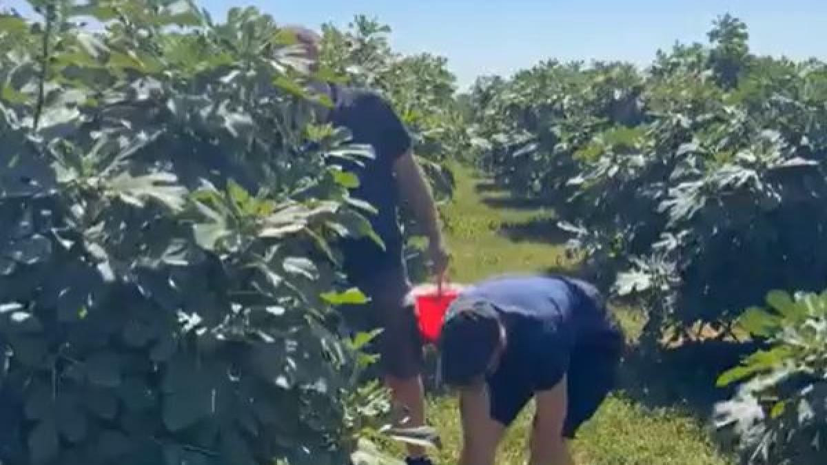 paradisul smochinelor de langa buzau oaspetii culeg singuri fructele mananca pe saturate si platesc doar ce iau acasa