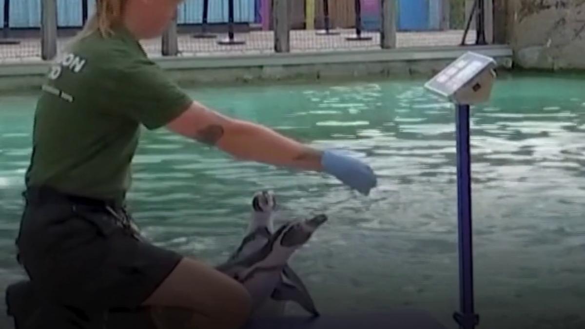 cat cantareste o girafa gradina zoologica din londra a inceput verificarea anuala a animalelor