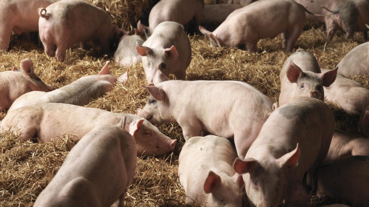 fermierii pot primi pana la 50 000 de euro nicusor dan a promulgat legile prin care crescatorii de porci si ovine primesc ajutoare