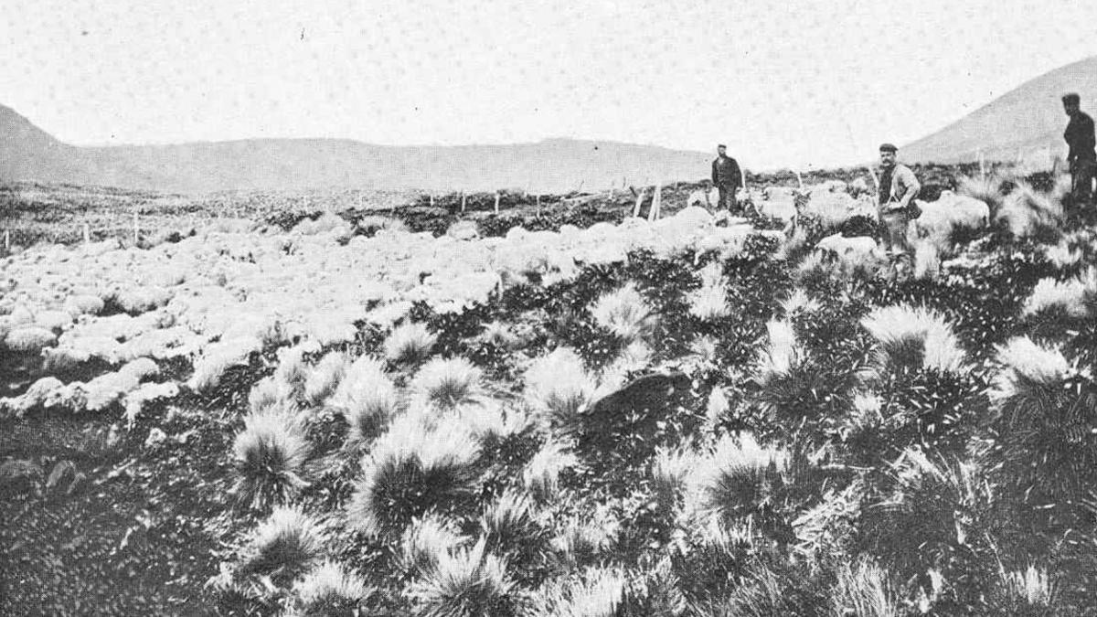 in 1931 un fermier falimentar a abandonat 4 000 de oi pe o insula salbatica decenii de izolare au produs o turma cu trasaturi rare