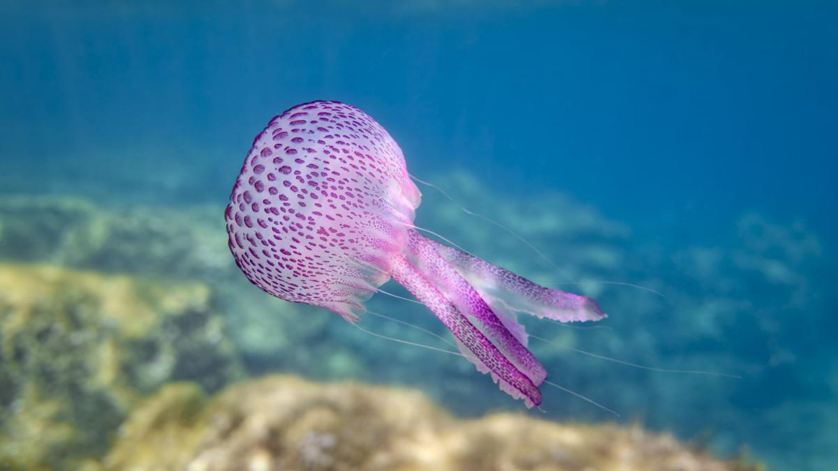 Pelagia noctiluca meduza mov