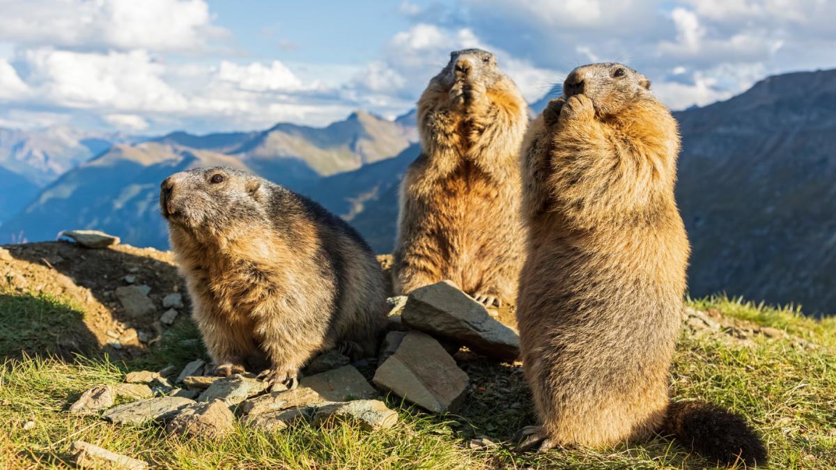 marmote munte