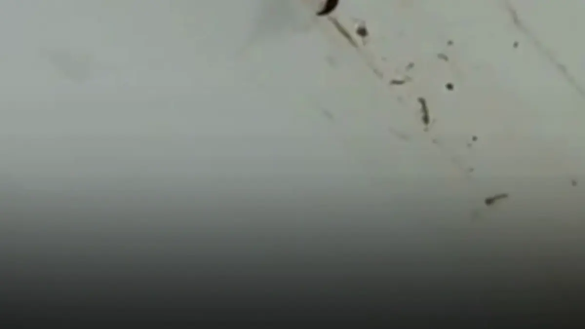 scorpioni intr o gospodarie din buzau proprietarul a gasit peste zece exemplare intr o saptamana