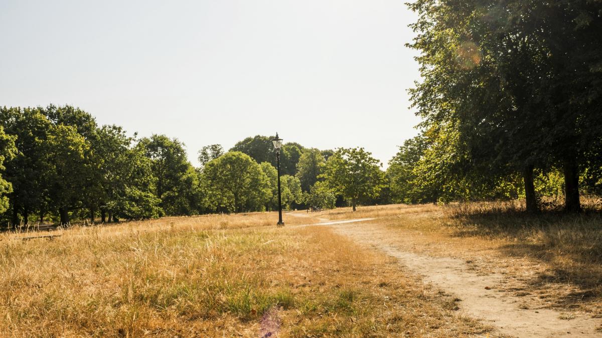 bbc hyde park a ajuns sa semene cu serengeti din savana africana alerta la londra din cauza secetei fara precedent