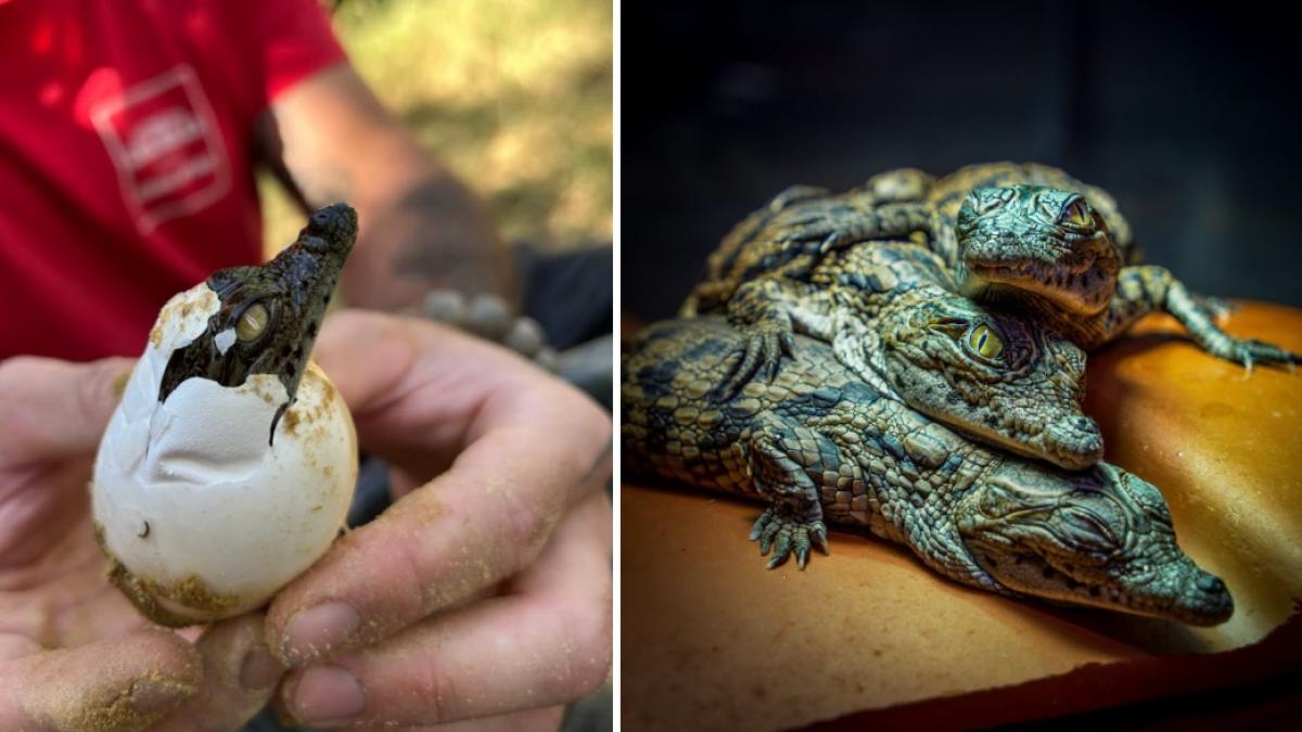 colaj 2 poze cu unii dintre cei 10 pui de crocodil de Nil au eclozat din cauza valului de căldură, la o grădină zoologică din Franta - 