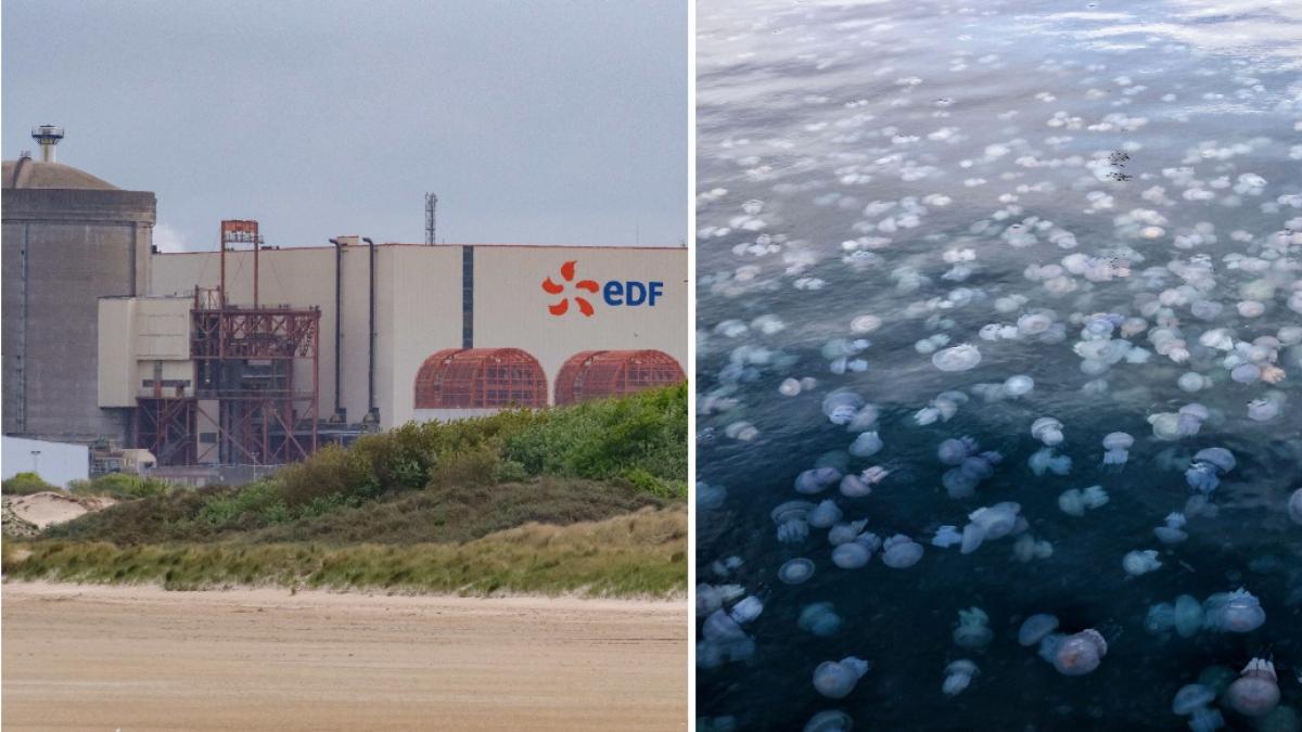 meduzele albastre au inchis din nou cea mai mare centrala nucleara a frantei a inceput o operatiune de prindere a lor