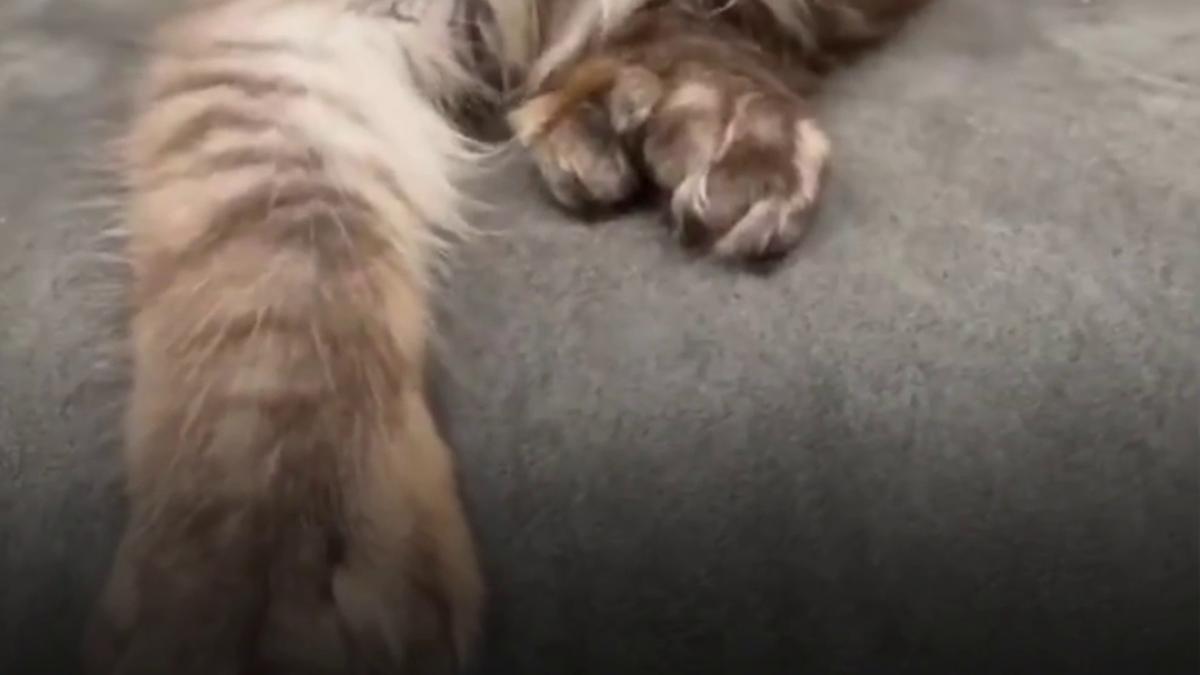 o pisica nascuta cu 29 de degete a intrat in cartea recordurilor cum arata felina din rasa maine coon