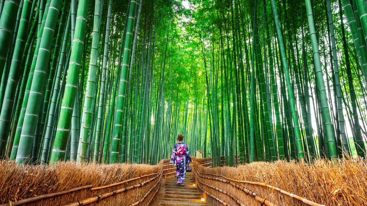 poza in care apare Pădurea de bambus Arashiyama din Kyoto, Japonia - GettyImages-1203166908