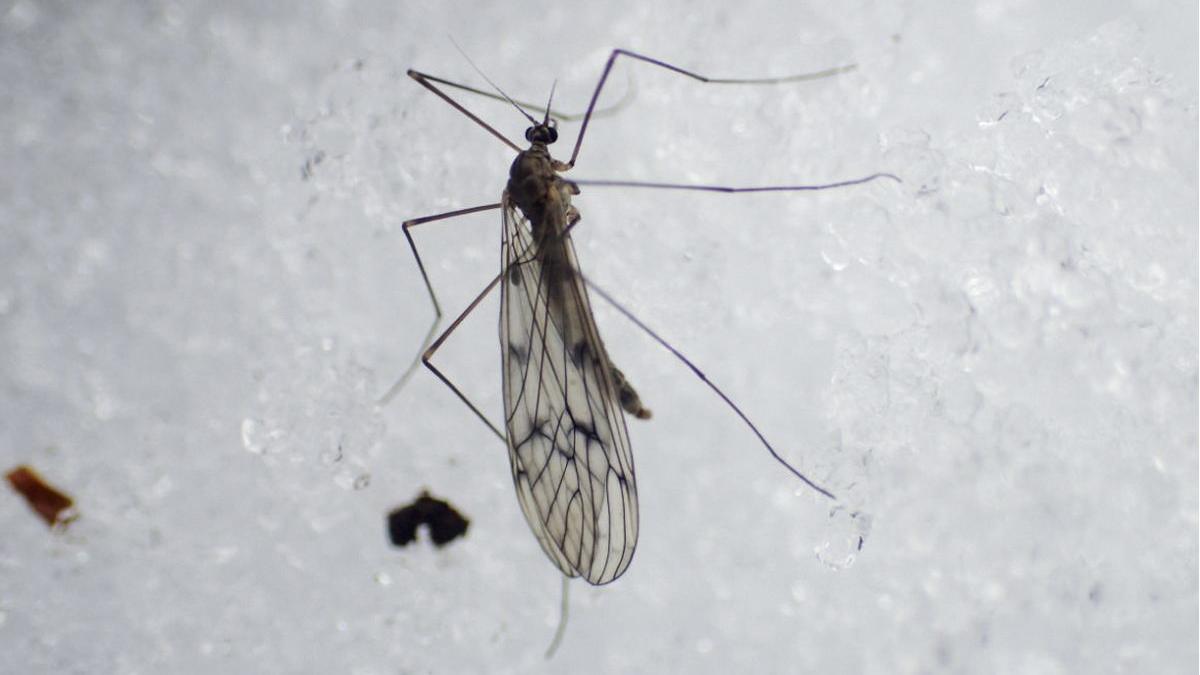 Trichocera maculipennis Wikimedia Commons