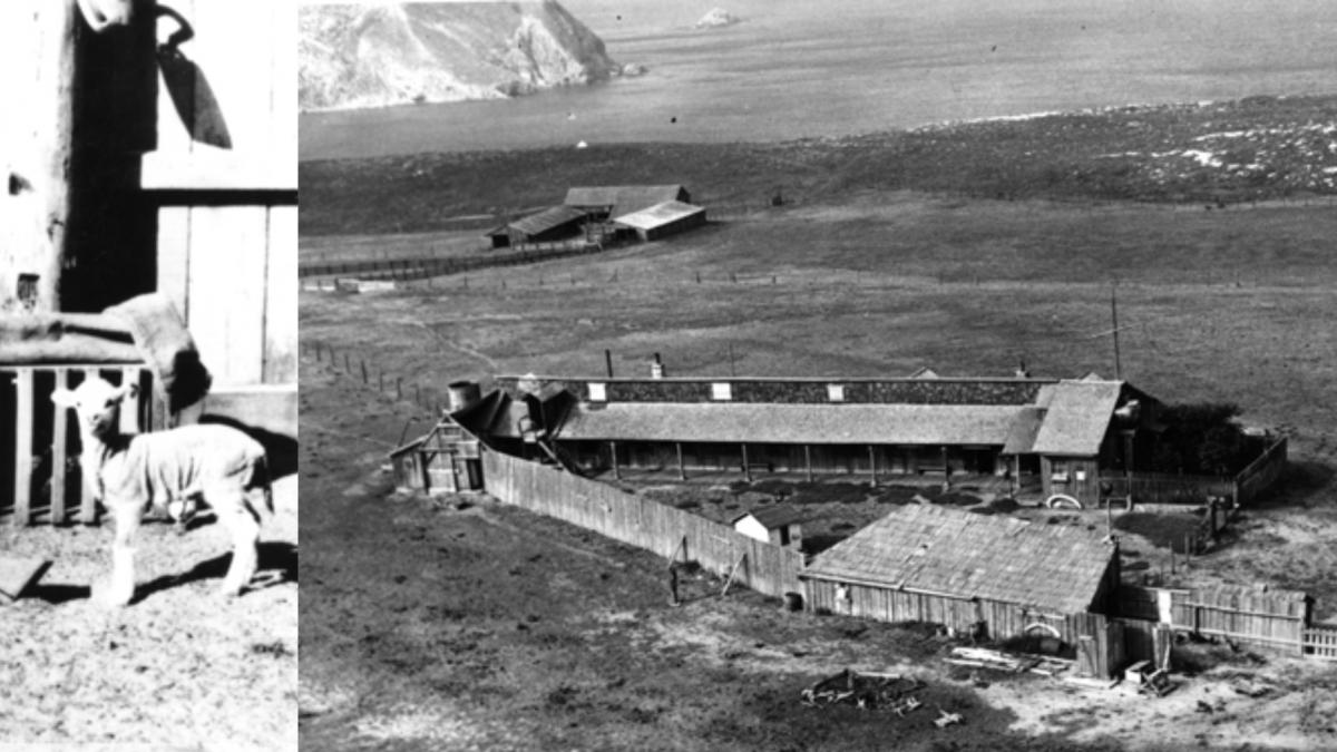 in 1850 un fermier a adus 45 de oi pe o insula din sua pana in 1862 erau 6 000 in cativa ani pasunatul a distrus toata vegetatia